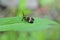 Banded Net Wing Beetle on leaf