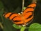 Banded orange butterfly