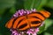 Banded Orange butterfly (Dryadula phaetusa)
