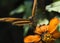 Banded Orange Butterfly (Dryadula phaetusa) Focus on Proboscis