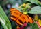 Banded orange heliconian, banded orange, or orange tiger butterfly
