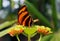 Banded orange heliconian, banded orange, or orange tiger butterfly