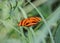 Banded orange heliconian butterfly, Dryadula phaetusa