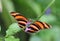 Banded orange heliconian butterfly, Dryadula phaetusa