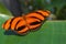 Banded Orange Longwing