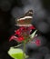 Banded Peacock Butterfly, Anartia fatima on flower