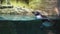Banded penguin in an artificial open-air cage with swimming pool stock footage video