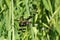 Banded Pennant Dragonfly on Green Blade of Grass