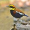 Banded pitta bird