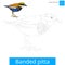 Banded pitta bird learn to draw vector