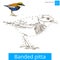 Banded pitta bird learn to draw vector