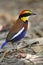 Banded Pitta(male)