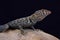 Banded Rock Lizard (Pterosaurs mearnsi)