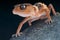 Banded rough knobtail gecko / Nephrurus wheeleri