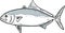 banded rudderfish Fish Gulf of Mexico Cartoon Drawing