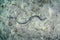 Banded Sea Snake Swimming Over Sand