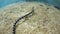 Banded Sea Snake Swimming Underwater