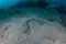 Banded Snake Eel