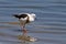 Banded Stilt, Bandsteltkluut, Cladorhynchus leucocephalus