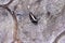 A Banded Swallowtail butterfly puddling on stones pavement