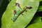 Banded Swallowtail Papilio demolion caterpillar