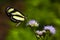 A Banded Tigerwing butterfly Aeria eurimedia alights on a purple flower.