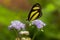 A Banded Tigerwing butterfly straddles flowers to feed.