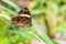 Banded Tree Brown Lethe confusa confusa