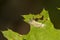 Banded Tussock Moth Caterpillar Chewing on Leaf