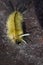 Banded Tussock Moth Caterpillar - Halysidota tessellaris