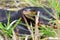 Banded Water Snake in the grass on Pinckney Island National Wildlife Refuge, South Carolina