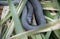 Banded Watersnake in cattail marsh at Phinizy Swamp, Richmond County, Augusta, Georgia USA