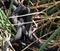 Banded Watersnake (Nerodia fasciata)