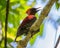 banded woodpecker bird