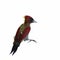 Banded Woodpecker & x28;Chrysophlegma miniaceum& x29; beautiful red bird g