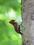 Banded woodpecker & x28;Chrysophlegma miniaceum& x29; beautiful red bird w