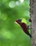Banded woodpecker Chrysophlegma miniaceum on hole nest