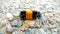 Banded woolly bear caterpillar