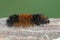 Banded Woolly Bear Caterpillar Pyrrharctia isabella