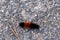 Banded wooly bear moth caterpillar on gravel