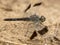 Bandgrondlibel, Banded Groundling, Brachythemis leucosticta