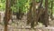 Bandhavgarh national park, madhya mradesh, India - June 8, 2021 - tourist and forest guard and department team tracking wild tiger