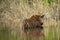 Bandhavgarh National Park Tiger or Wild Male Bengal Tiger Cooling off in water with reflection