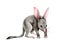 Bandicoot animal watercolor illustration. Hand drawn realistic australia marsupial mouse. Australian wildlife small