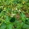 Bandotan Ageratum conyzoides is a type of agricultural weed belonging to the Asteraceae tribe. This plant is used to against dys