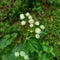 Bandotan Ageratum conyzoides is a type of agricultural weed belonging to the Asteraceae tribe. This plant is used to against dys