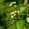 Bandotan Ageratum conyzoides is a type of agricultural weed belonging to the Asteraceae tribe. This plant is used to against dys