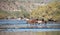 Bands of Wild Horses in Arizona