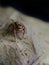 Bandung, Indonesia â€“ June 01, 2021: jumping spider on the dried leaves.