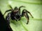 Bandung, Indonesia â€“ June 13, 2021:Jumping Spider on the leaf.